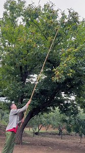 Harvesting chestnuts straight from the tree 🌰✨ Fresh, natural, and full of flavor! #chestnutharvest #freshchestnuts #farmtotable #naturevibes #organiclife #harvestseason #chestnuttree #naturalgoodness | GreenFields Hub