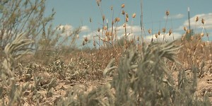 Breakdown: What are “dry fuels” and why do they pose a threat?