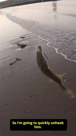 Drop shot rig with power Isome for flounder off the beach.
