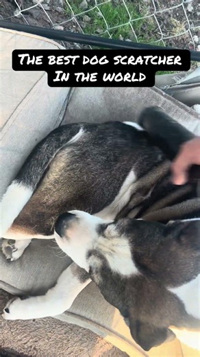 Worlds best dog scratcher