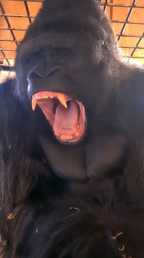 Send this to someone to make them yawn! 🥱 #sleepy #silverback #gorilla #fyp #foryour #foryou #fypage #foryoupage | gorillareel