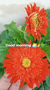 Beautiful 😍❤️ jarbera flowers 🌺🌺💚 #gerbera #flowers #fbreelsfypシ゚viralfbreelsfypシ゚viral | gardning