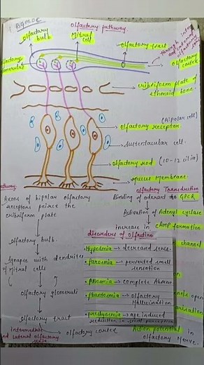 Olfactory pathway