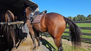 5.6K views · 71 reactions | Pineapple carefully loading onto the float - squeezing into the 2nd bay to come home from his hack. Floating ticked off now too! Not sure what more people want...? | EventStars Ltd | Facebook