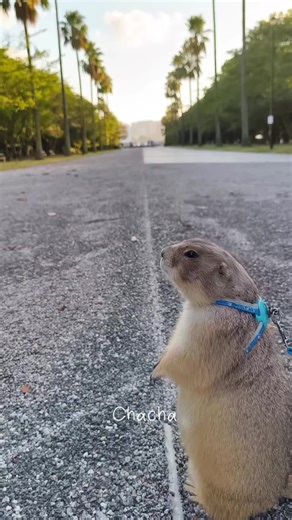 Prairie Dog Stroll: Adorable Pet Moments