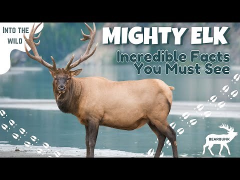 Secrets of the Wild: Fascinating Elk Facts You Didn’t Know!