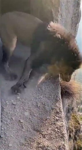 This Lion Made ONE Mistake on the Cliff #shorts #wildmoment #animals