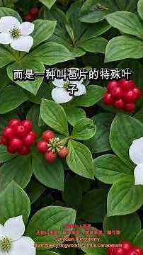 加拿大山茱萸、丛树山茱萸、矮山茱萸、矮草茱萸、爆竹莓：丛树山茱萸的传统用途与药用特性