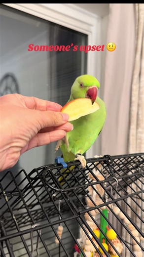 Understanding Your Indian Ringneck Parrot's Emotions