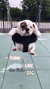 Who else likes mini marshmallows? 🙋🏻‍♀️ Happy #throwbackthursday from our sweet little swinging potato, Igloo 🥔. . . #igloo #igloothebulldog #dogreels #dogsofig #dogsofinstagram #englishbulldogs #pubityreels #9gag #barstoolsports #funnydogs #funnydogvideos #weeklyfluff #woofwoof #dog #dogs #dogoftheday #puppyreels #cutepuppy #puppiesofinstagram #puppyoftheday #puppylove | Eggnogthebulldog