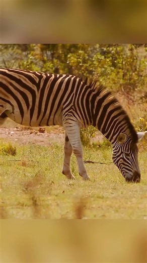 Küçük bir kız ile beyaz aslan yavrusu arasında başlayan ve özgürlük uğruna verilen dokunaklı bir dostluk hikâyesi... Film Adı: Mia and the White Lion - Vahşi Dostum 2018 | Tolgahan