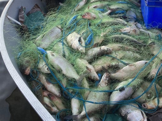 Sask. tullibee fish harvest brings new cash and new concerns