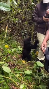 Baby gorillas may touch humans out of curiosity and playfulness, especially in environments where they have become habituated to human presence. Gorillas are highly intelligent and social animals, and their young ones naturally explore the world through physical interactions. When a baby gorilla touches a human, it might be attempting to understand something unfamiliar or mimic behaviors it has observed. This often happens during guided gorilla trekking experiences, where wild gorilla groups hav