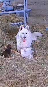 20 reactions | "Warning: cuteness overload ahead " | Sherry Jimerson | Facebook