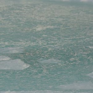 Krill are at the center of Antarctica’s Southern Ocean ecosystem. And on August 11, we're celebrating the first World Krill Day to highlight the big impact of these tiny crustaceans. https://pew.org/3ASGb6R | Pew Environment