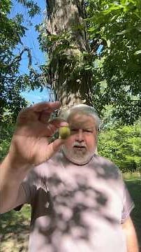 The Largest Living Organism on Earth Isn't What You Think! 2026