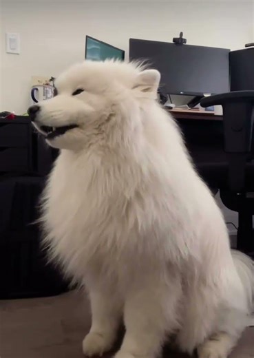Samoyed's Melodious Harmony: Mastering Backing Vocals