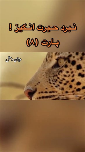 یوز پلنگ کالاهاری (۲)؛ شکارچی بی تجربه!برای ادامه ویدیو کانال را سابسکرایب نماید🙏|#shorts