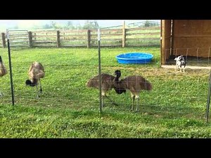 Emu Running around and trying to roll over