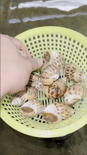 🐌 Up-Close Look at a Sea Snail Pond – Inside the Farm! 👀