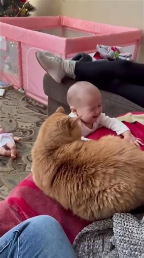 Mischievous Cats Caught in Action! You Won’t Believe What They Did!