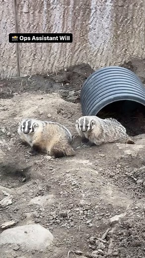 Everything about the American badger is made for digging. They have small heads, thick necks, and powerful shoulders. They are built low to the ground. They have long, curved claws on their front feet and short shovel-like claws on their rear feet. Their front feet are also partially webbed, keeping toes close together for even stronger digging. Their eyes are protected from flying dirt and dust by an inner lid that drops down when needed. They have loose skin that enables them to turn around in