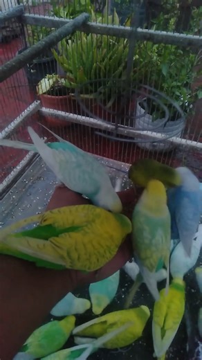 Lintujen hiljainen maailma undulaattien kanssa 🌿🕊️ #undulaatti #hiljaisuus #luonto