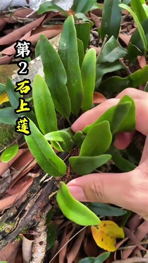 Title: 90% of People Don't Know: Snakes Fear These Poisonous Plants