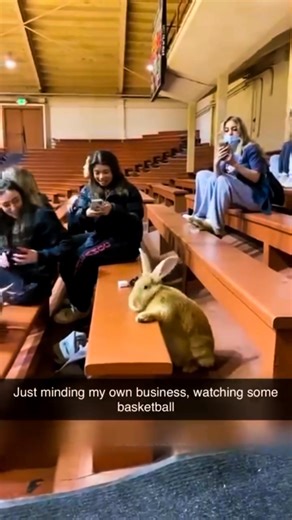 Bunny was in full scout mode 😂 📽 Cradit: @ alex.thegreat100 on Tik Tok #rabbit #bunny #funny #fun #viral #reels #fbreels #pet | USA Rabbit Lovers