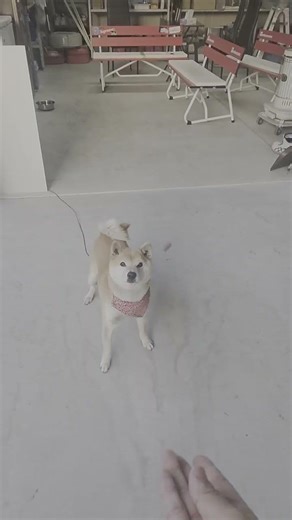 #柴犬きなこ #shibainu