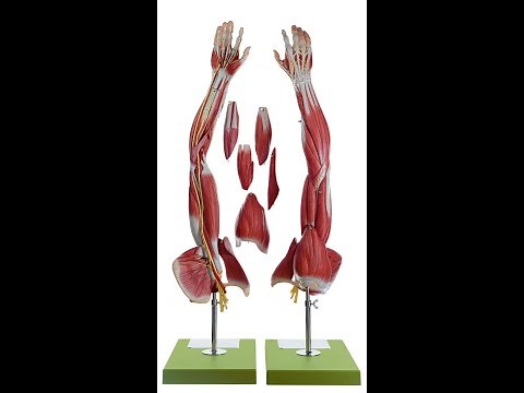 Lab 6.2 - Muscles of the Arm