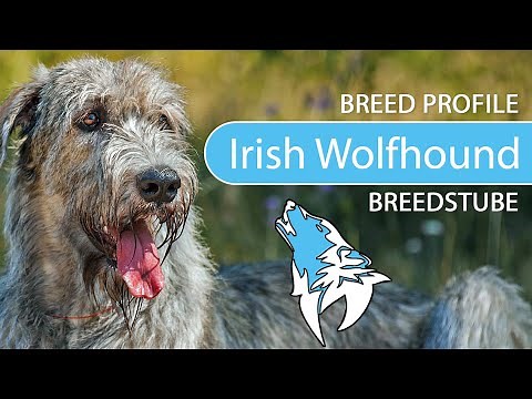 ► Irish Wolfhound Breed [2020] Temperament & Training