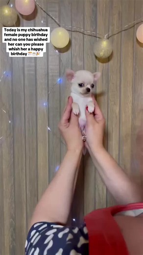Chihuahua Puppies for Adoption — Ready Now, Male & Female