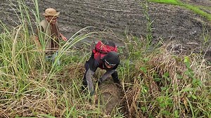 Patay sa Tuklaw ng Cobra sa Cagayan, Dumarami. | Boss LAR Channel