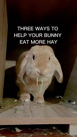 Importance of Hay for Bunny Digestive and Dental Health