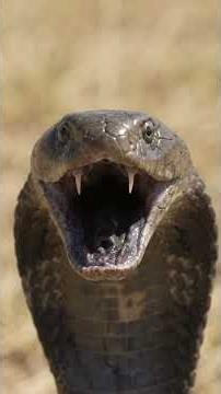 Why Is the Honey Badger So Fearless? | Nature’s Toughest Predator#predatorsedge-v5i #snake
