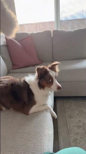 Bark Like You Want It - Sir Mix A Lot