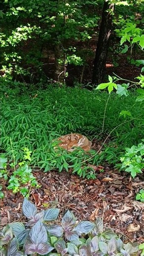 Luckily, we saw a Very Cute Baby Deer 🦌 is sleeping in our backyard.