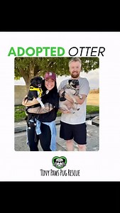 Otter has a home💚 Today, our beautiful sensitive Otter found his forever home with Sarah, Kyle and new sister Bailey! Otter will now be living in Las Vegas! His Mom and Dad were over the moon to pick him up today. He’s a really special Bug and what a great fit for him! Happy Tails Otter. Thank you Sarah and Kyle for adopting a rescue dog. #tinypawspugrescue #adoptdontshop #p#rescuedog #pugs #rescuepug #rescue #adoption #rescuedogs #happytails #lasvegas #lasvegaspugs #puglove #buglove | Tiny Paw