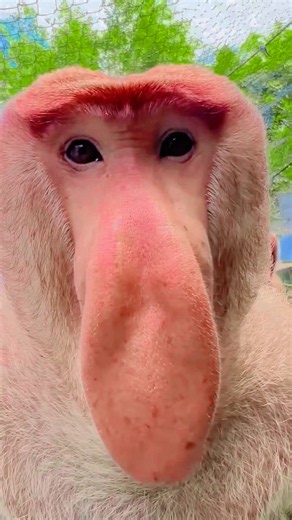 Proboscis Monkey Make Funny Noises