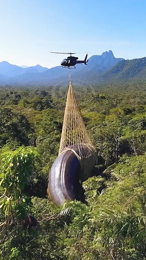 4.8K views · 13 reactions | Amazon rainforest #amazonrainforest #pytone | MediaBuddy | Facebook