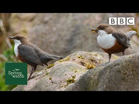 Our spring wildlife webcams live! 🐤🦊🐿 - Fri 12 June - Springwatch - BBC