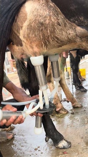 Milking machine#cow#dairyherd#animals#baffalo#dairyequipment
