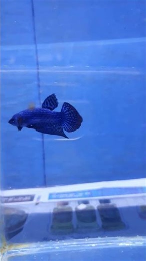 Wildbetta alien blue