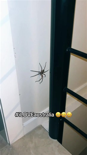 How to Deal with Spiders at Home in Australia