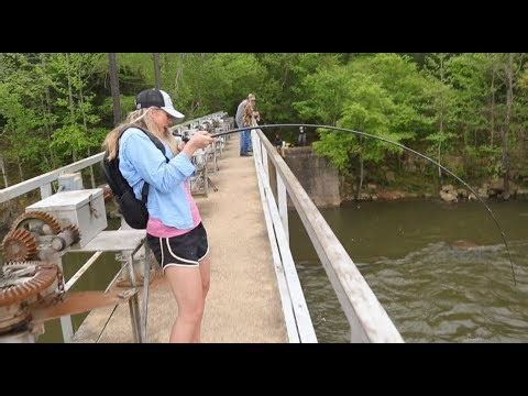 Giant buffalo fish harvested from a raging local dam
