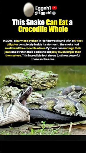 This Snake Can Eat a Crocodile Whole 😱#shorts
