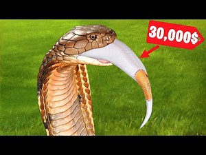 KING COBRA Eats a $30,000 Ball PYTHON!
