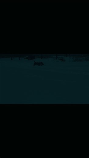 Miniature Bull Terrier: Funniest Moments Captured