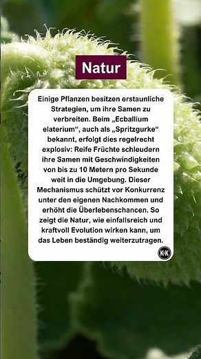 Samenexplosion als Überlebensstrategie #natur